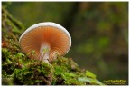 Giocando con i funghi Giocando con i funghi