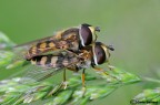 Eupeodes luniger in accoppiamento