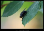 the fly the fly