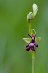 Ophrys insectifera Ophrys insectifera