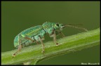 Curculionide Curculionide