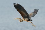 Rosso in volo Rosso in volo