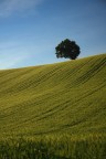 semplicità semplicità