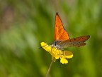 Il fiore e la farfalla Il fiore e la farfalla