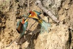 Gruccioni incavolati