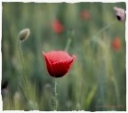 Polaroid poppy... Polaroid poppy...