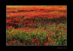 Mille papaveri rossi Mille papaveri rossi