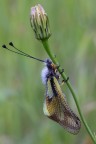 Libellula? Libellula?