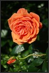 Maschio e femmina Maschio e femmina
