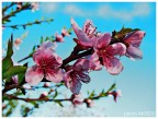 Fiori rosa, fiori di pesco...