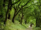 A spasso nel bosco A spasso nel bosco
