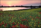 Profumo di Primavera Profumo di Primavera
