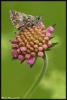 Fiore e farfalla Fiore e farfalla