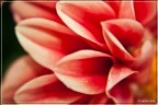 Petali di Dalia Petali di Dalia
