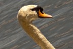 Cygnus Cygnus