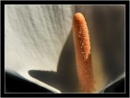 calla calla