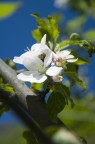 fiori di melo fiori di melo
