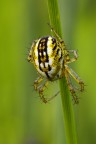 spider....... spider.......