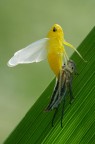 Cicadella viridis