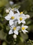 fiorellini fiorellini