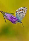 La semplicità fatta farfalla La semplicità fatta farfalla