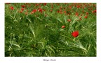 Coraggi rosso Coraggi rosso