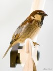 passerotto passerotto