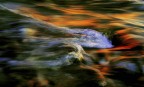 acqua acqua