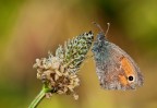 Coenonympha pamphilus