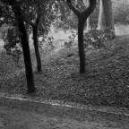 vialetto con alberi vialetto con alberi