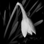 composizione in bianco e nero composizione in bianco e nero