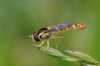 Spharophoria scripta