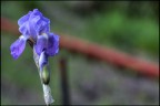 Iris Sibirica Iris Sibirica