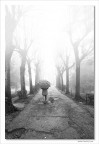 Fog Fog