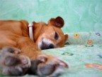 che sonno che sonno