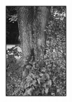 Sole, ombra, alberi, acqua