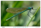 Libellula serale Libellula serale