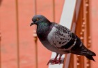 Piccione@400mm Piccione@400mm