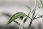 Salvia Salvia