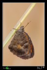 ...Pyronia cecilia... ...Pyronia cecilia...