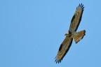 Falco Pecchiaiolo Falco Pecchiaiolo