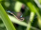 libellule-coppia bicolore... libellule-coppia bicolore...