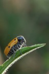 Lachnaia Italica