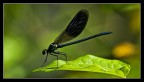libellula libellula
