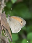 Maniola Jurtina