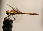Libellula...1 Libellula...1