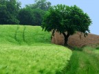 Campagna Campagna
