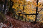 Passeggiata nei boschi Passeggiata nei boschi