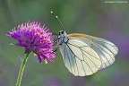 Aporia Crataegi Aporia Crataegi