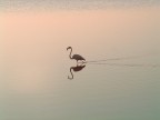 solitario solitario
